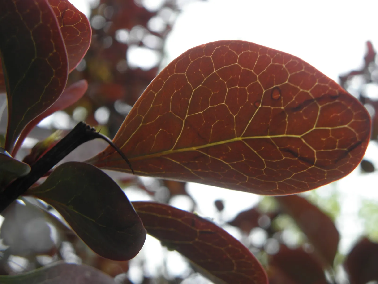 Red-Leaf Japanese Barberry (Berberis Thunbergii 'Atropurpurea') — is a striking deciduous shrub that adds a splash of vibrant color to any, image 34
