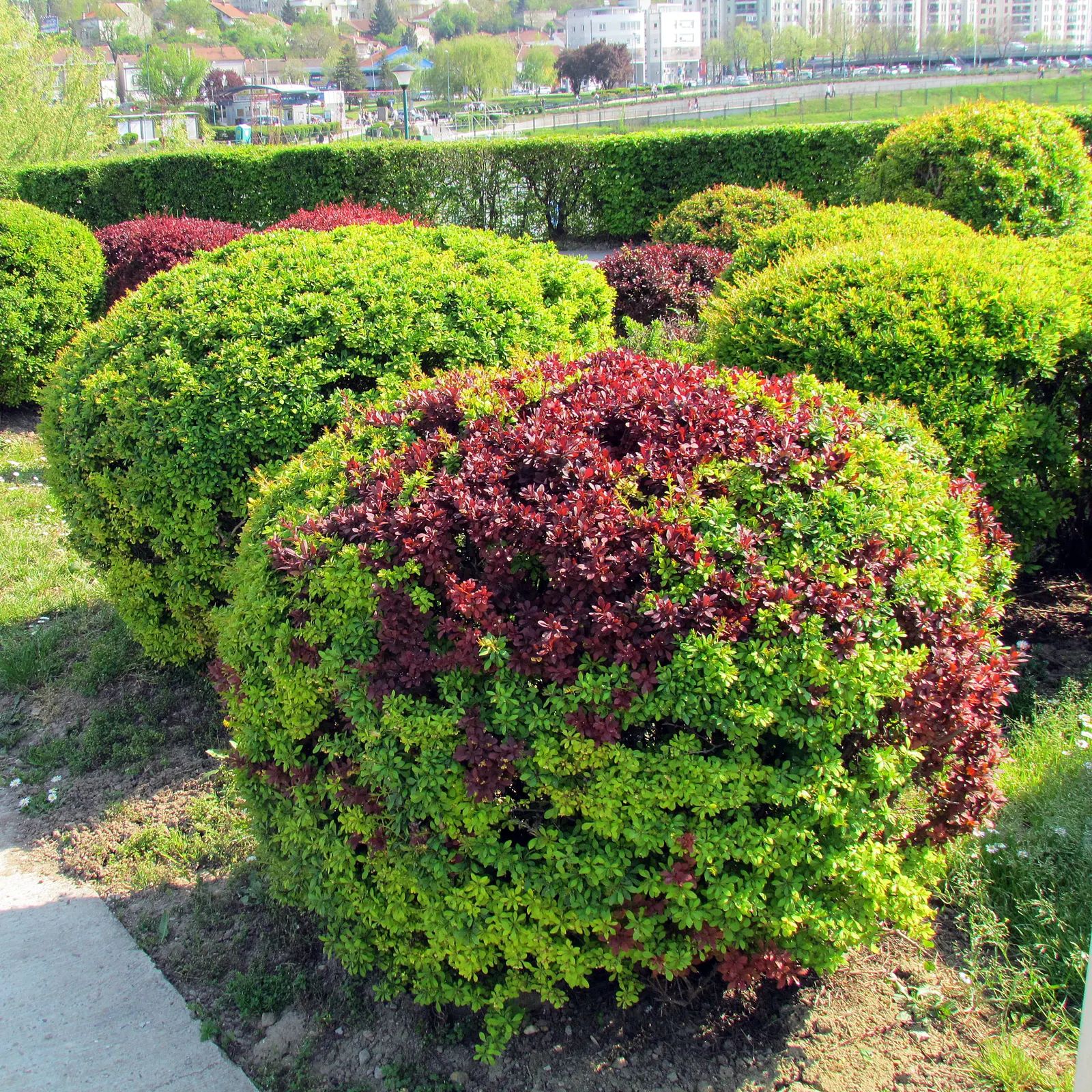 Red-Leaf Japanese Barberry (Berberis Thunbergii 'Atropurpurea') — Mature specimens can reach 4 to 6 feet in height and spread from 4 to 7 feet