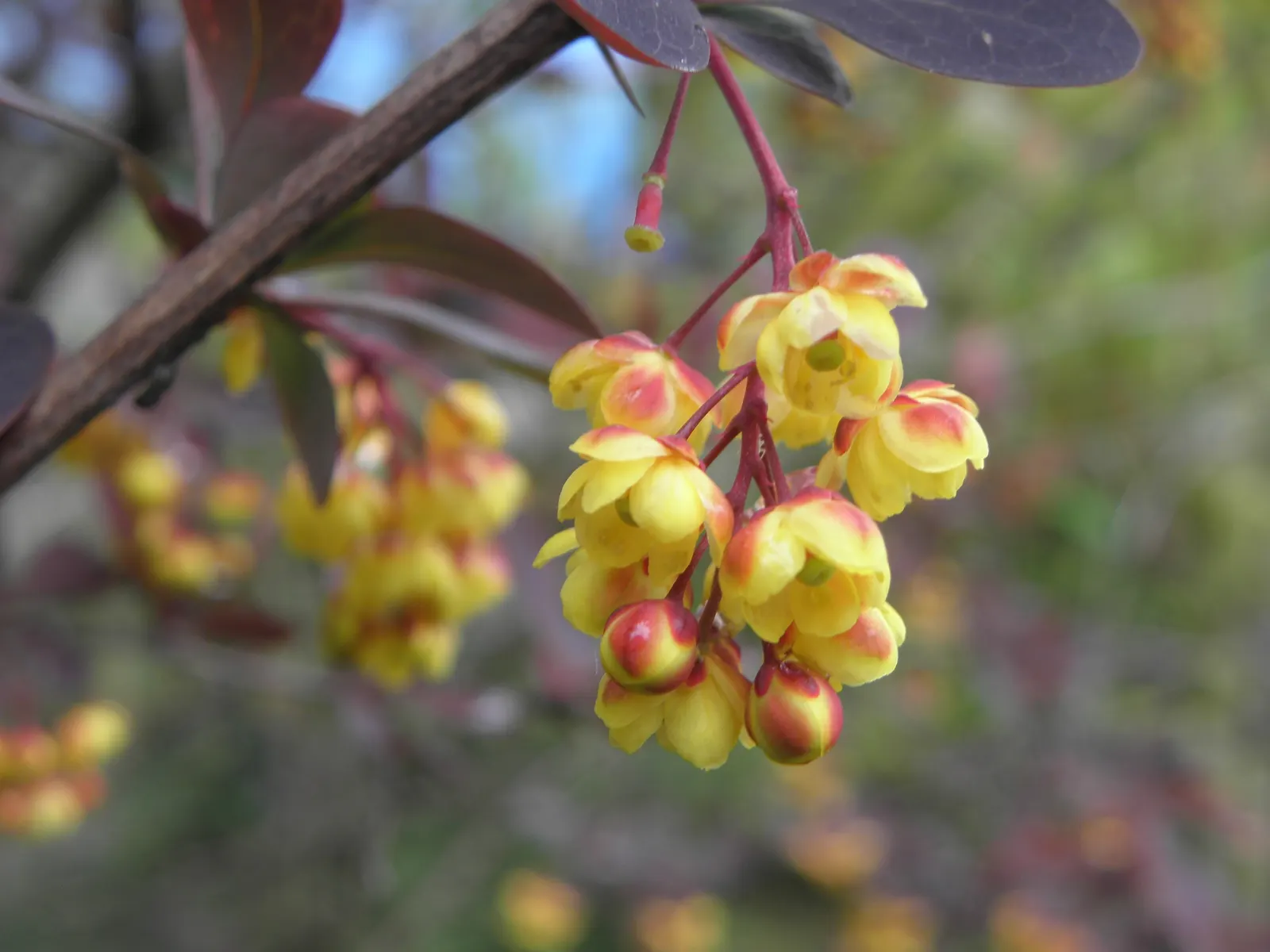 Red-Leaf Japanese Barberry (Berberis Thunbergii 'Atropurpurea') — making it ideal for hedging or as a focal point; creating a year-round visual