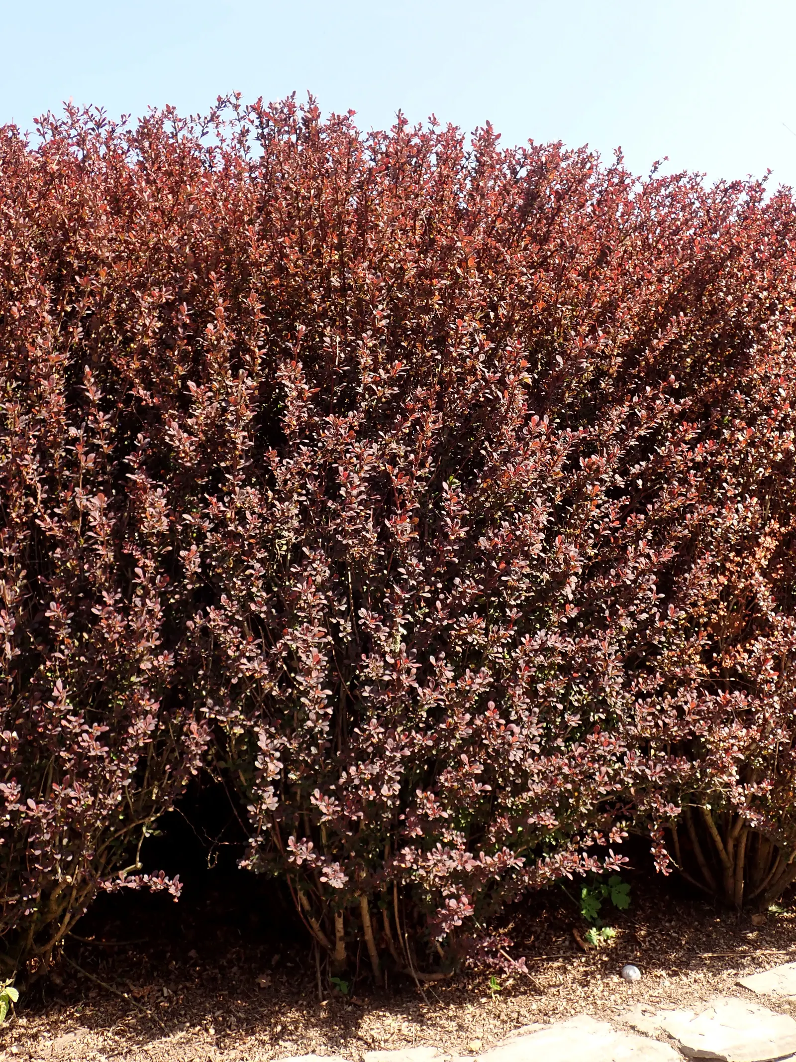 Red-Leaf Japanese Barberry (Berberis Thunbergii 'Atropurpurea') — this barberry maintains its bold color throughout the summer before transitioning to a