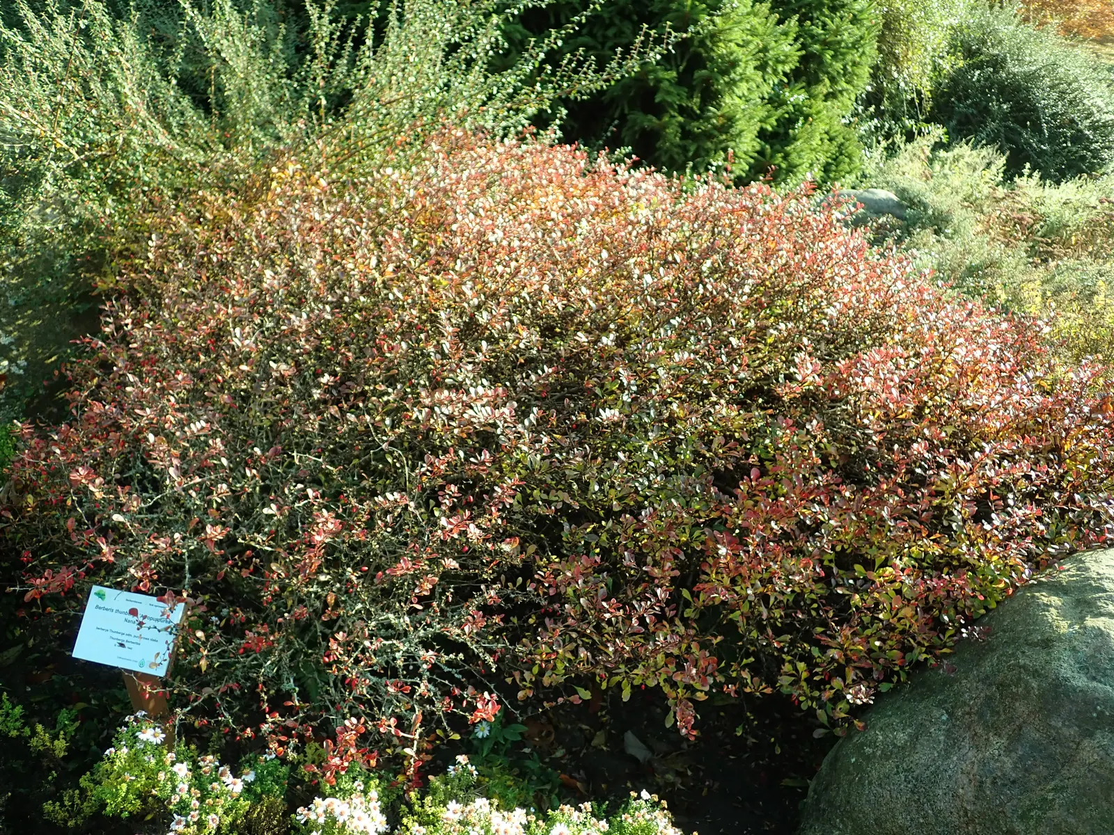 Red-Leaf Japanese Barberry (Berberis Thunbergii 'Atropurpurea') — is a striking deciduous shrub that adds a splash of vibrant color to any landscape design