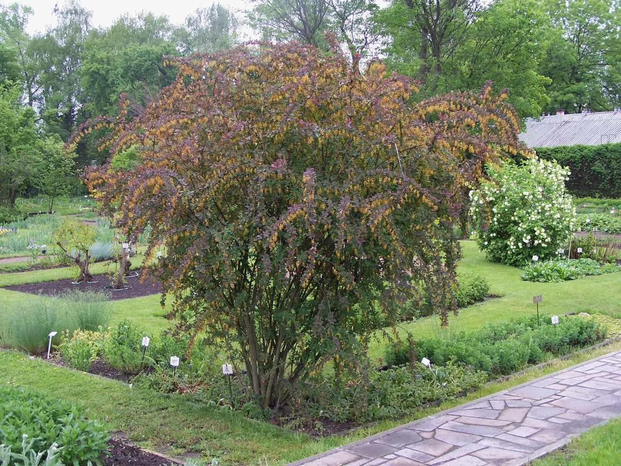Red-Leaf Japanese Barberry (Berberis Thunbergii 'Atropurpurea') — which also offer a deterrent to wildlife