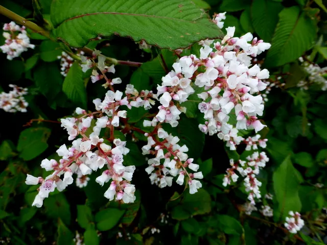 Bellflower (Persicaria Campanulata) — commonly known as Bellflowered Knotweed