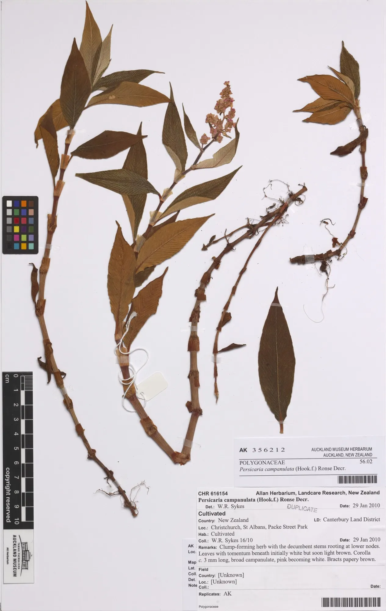 Bellflower (Persicaria Campanulata) — is a hardy perennial featuring arching stems up to 3 feet long