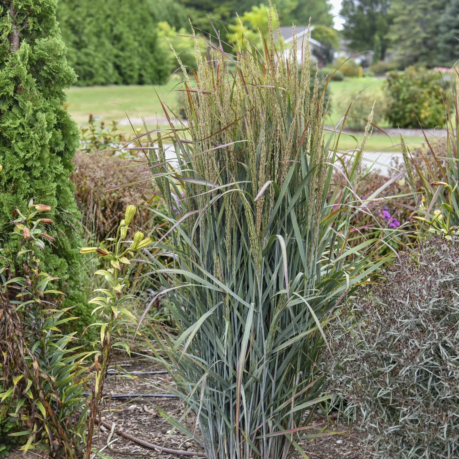 'Blue Spear' Switch Grass (Panicum virgatum) — It matures at 48-52 inches tall and 24-30 inches wide, forming a narrow, architectural clump