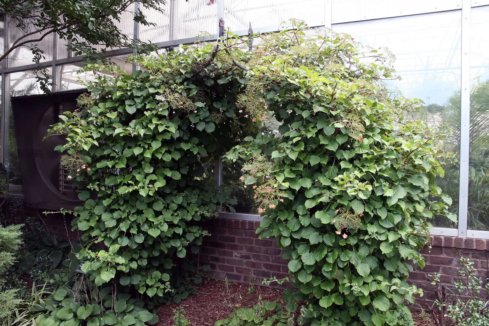 Climbing Hydrangea (Hydrangea Anomala Petiolaris) — or trellises.<br><br>Sporting oval