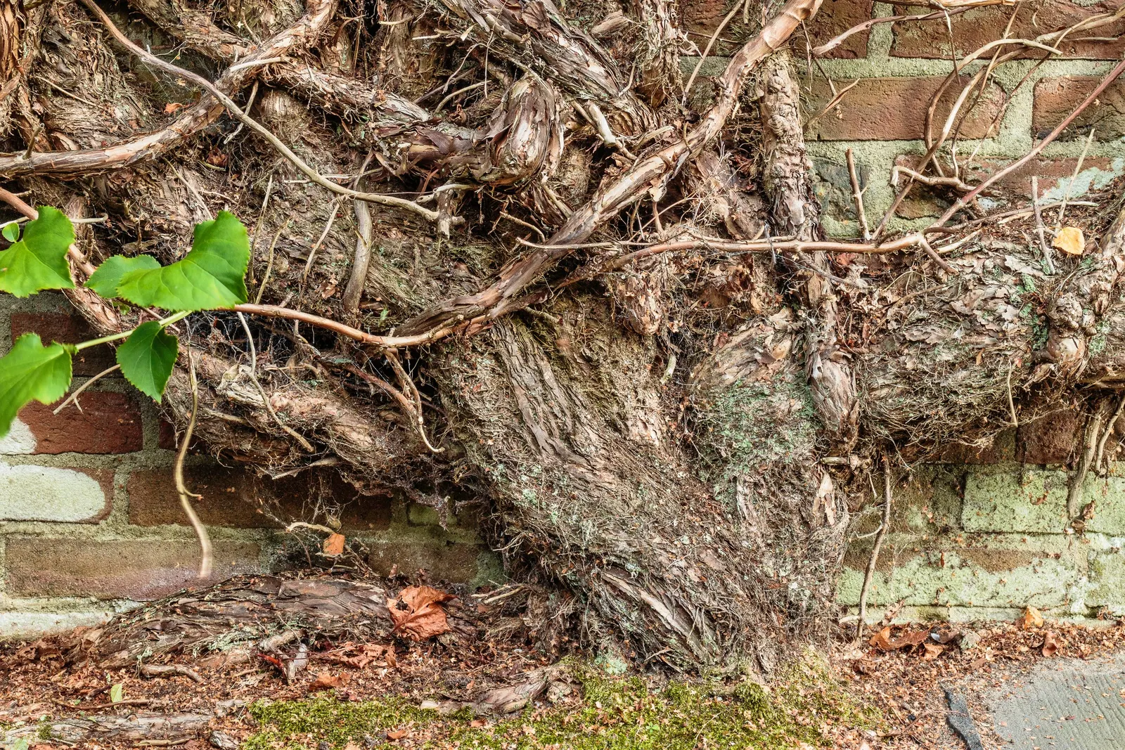 Climbing Hydrangea (Hydrangea Anomala Petiolaris) — showcasing reliable cold resistance.<br><br>For the landscape designer