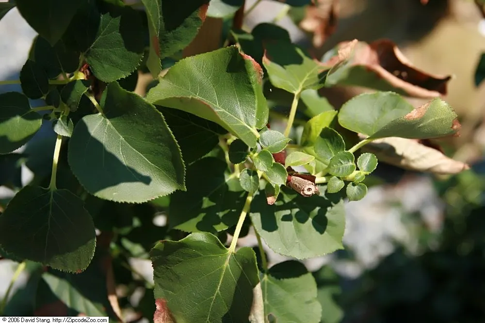 Climbing Hydrangea (Hydrangea Anomala Petiolaris) — Ideal for USDA zones 4-8, it requires well-drained soil and part to full shade, image 59