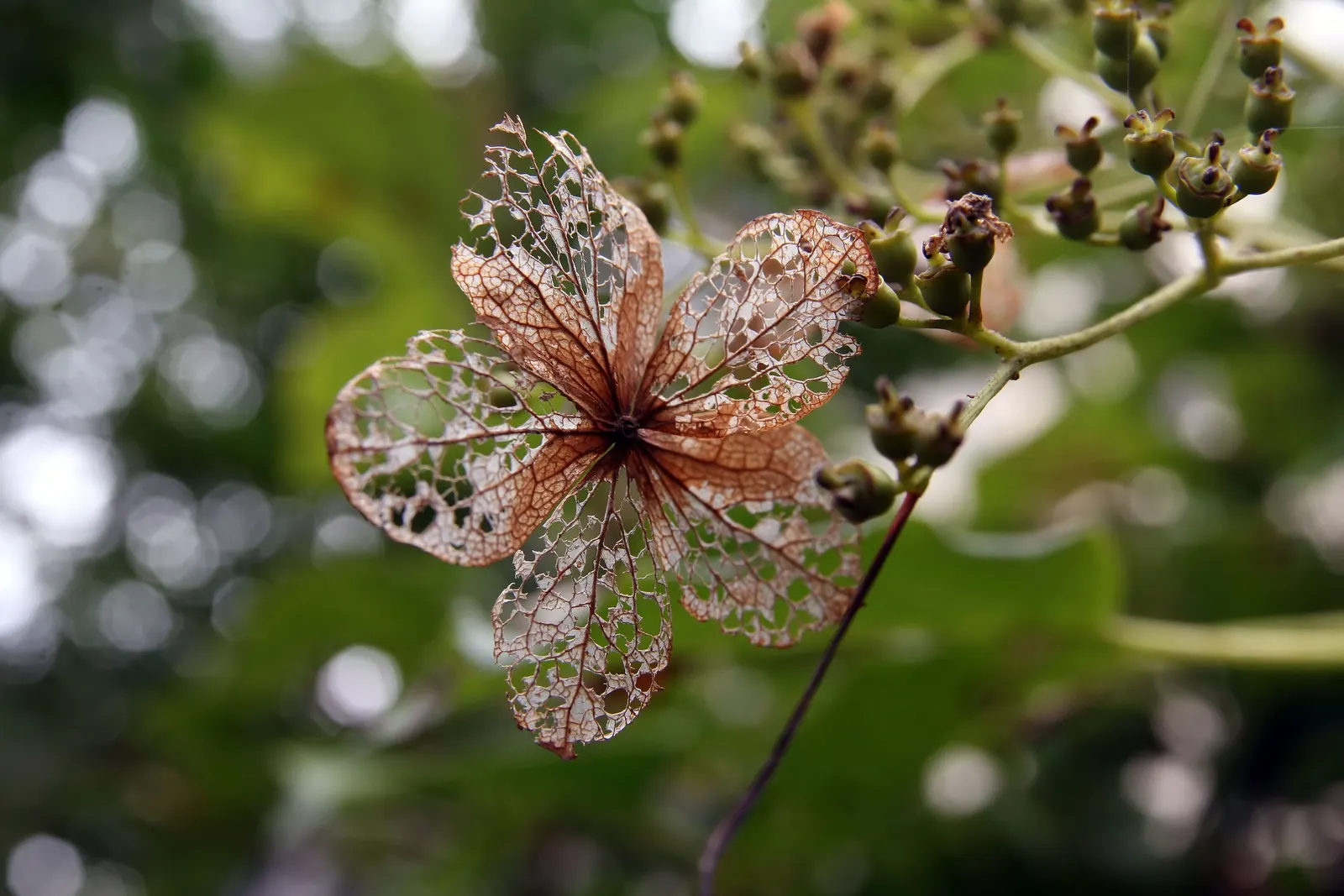 Climbing Hydrangea (Hydrangea Anomala Petiolaris) — Its most remarkable feature is the profusion of lace-cap flowers, each cluster measuring up to 8 inches