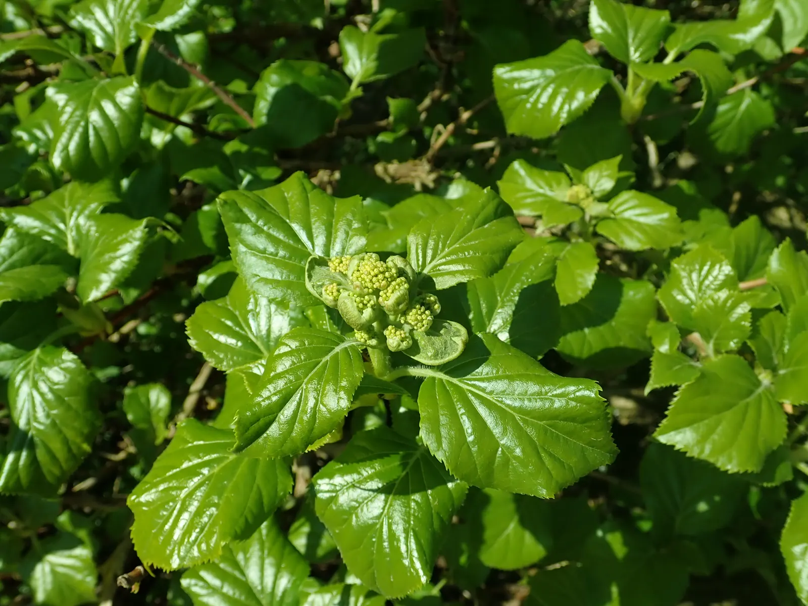 Climbing Hydrangea (Hydrangea Anomala Petiolaris) — The Climbing Hydrangea, scientifically known as Hydrangea anomala subsp; or, image 60