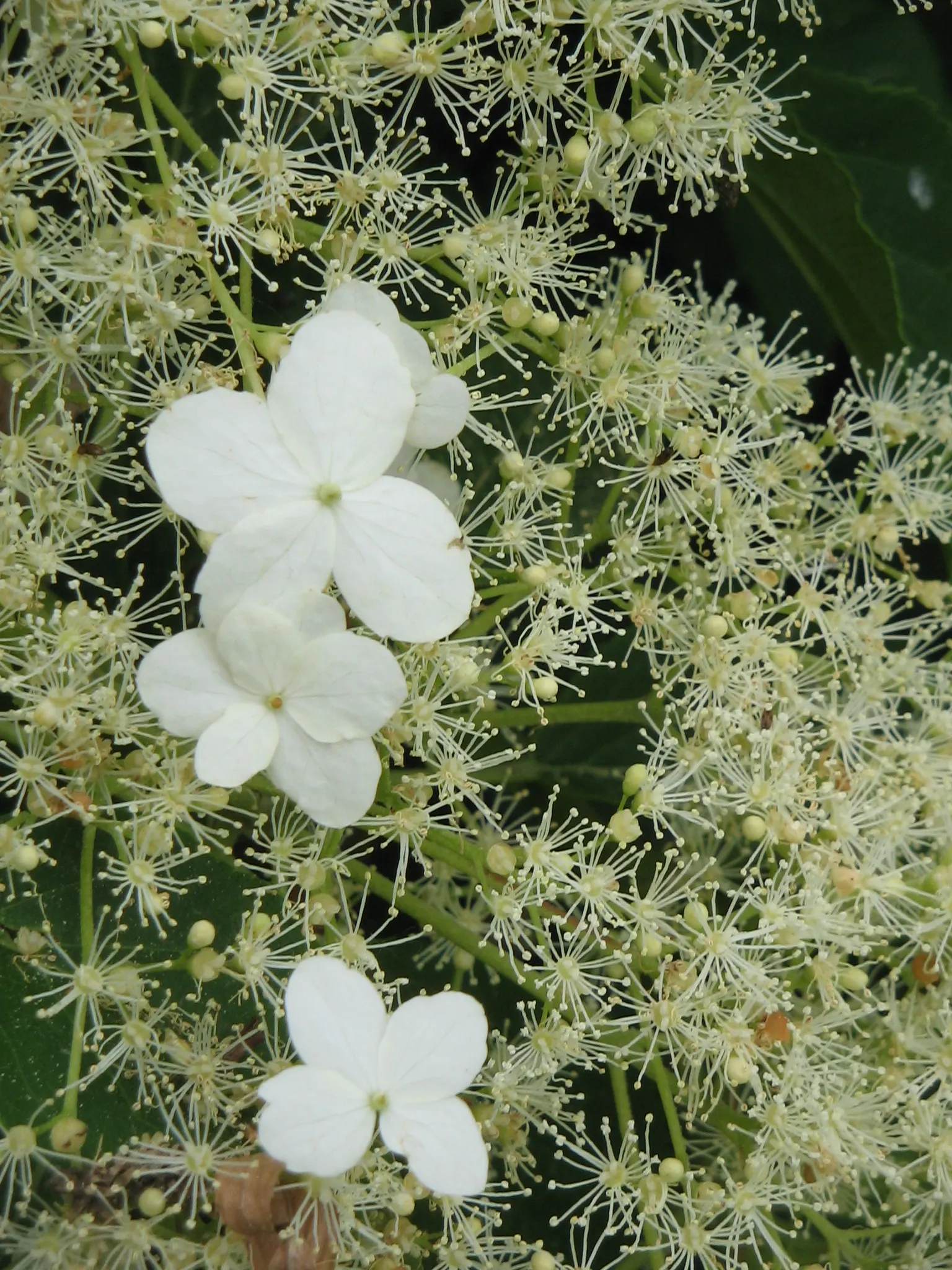 Climbing Hydrangea (Hydrangea Anomala Petiolaris) — reaching heights up to 60 feet