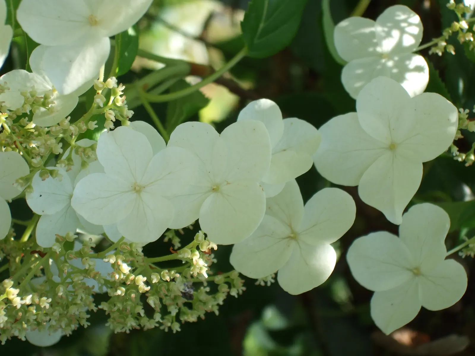 Climbing Hydrangea (Hydrangea Anomala Petiolaris) — The Climbing Hydrangea, scientifically known as Hydrangea anomala subsp