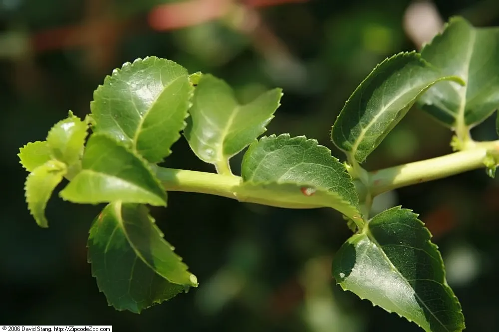 Climbing Hydrangea (Hydrangea Anomala Petiolaris) — provided it has consistently moist