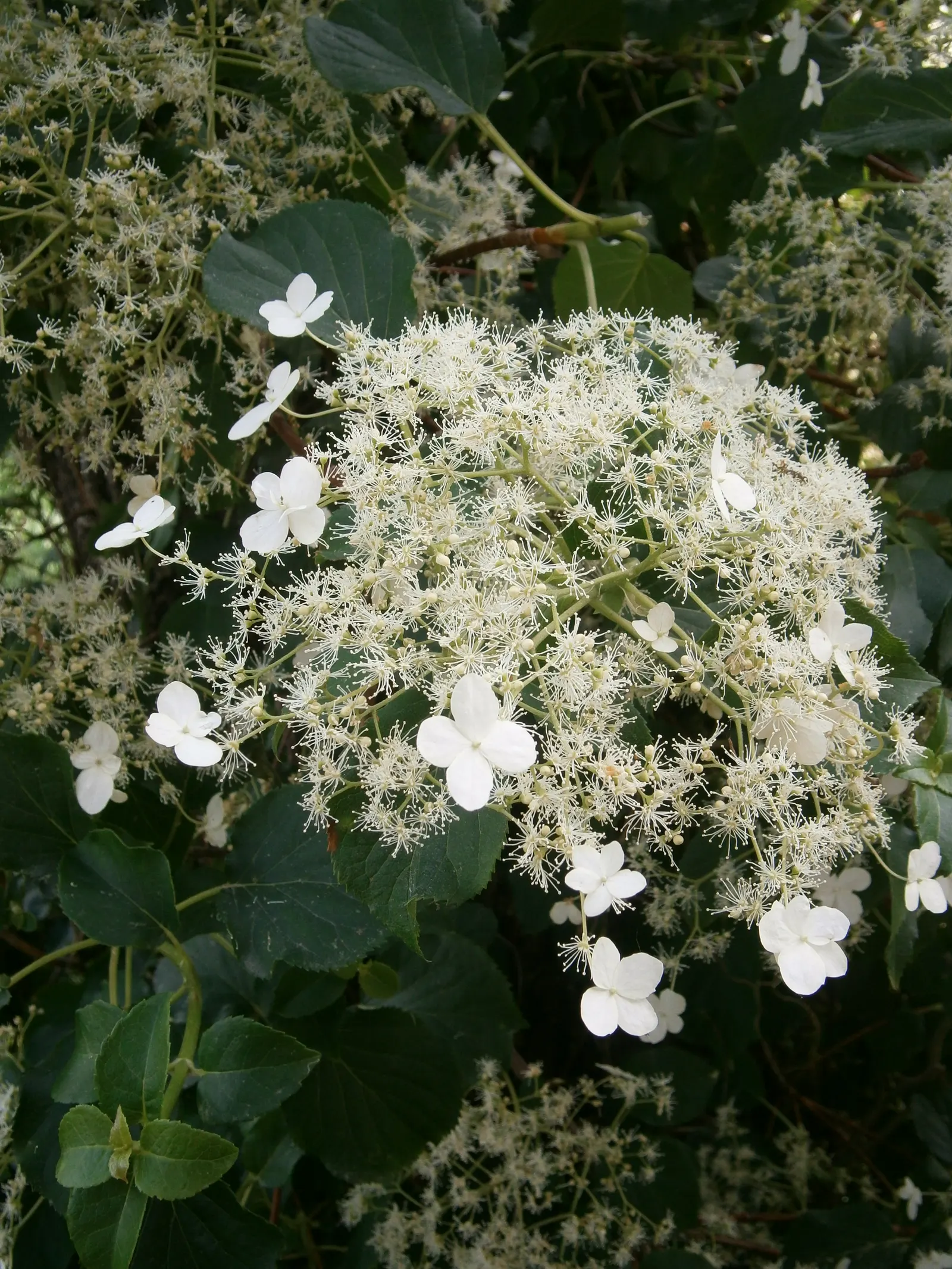 Climbing Hydrangea (Hydrangea Anomala Petiolaris) — These creamy white blooms appear in late spring to early summer