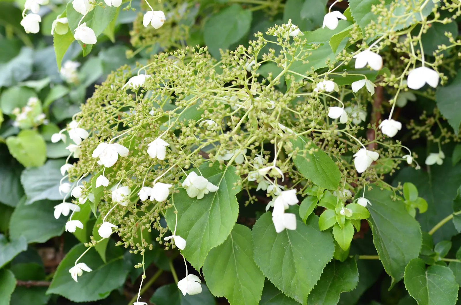 Climbing Hydrangea (Hydrangea Anomala Petiolaris) — is a versatile and aesthetically appealing vine that brings a lush; showcasing reliable cold, image 61