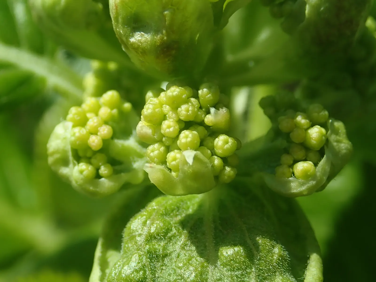 Climbing Hydrangea (Hydrangea Anomala Petiolaris) — The Climbing Hydrangea (Hydrangea anomala petiolaris) is a deciduous vine valued for its, image 28
