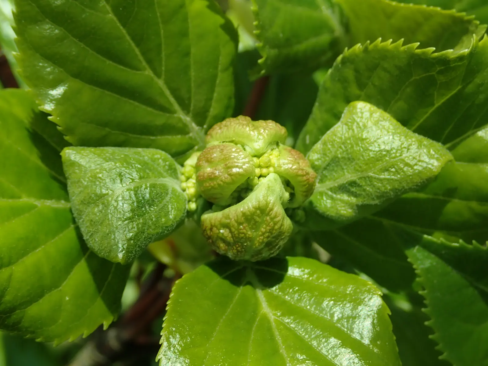 Climbing Hydrangea (Hydrangea Anomala Petiolaris) — the Climbing Hydrangea provides a dense foliage backdrop throughout the growing season