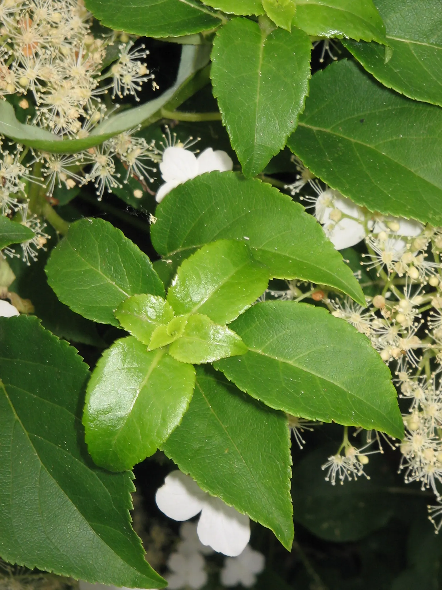 Climbing Hydrangea (Hydrangea Anomala Petiolaris) — vine with white blooms