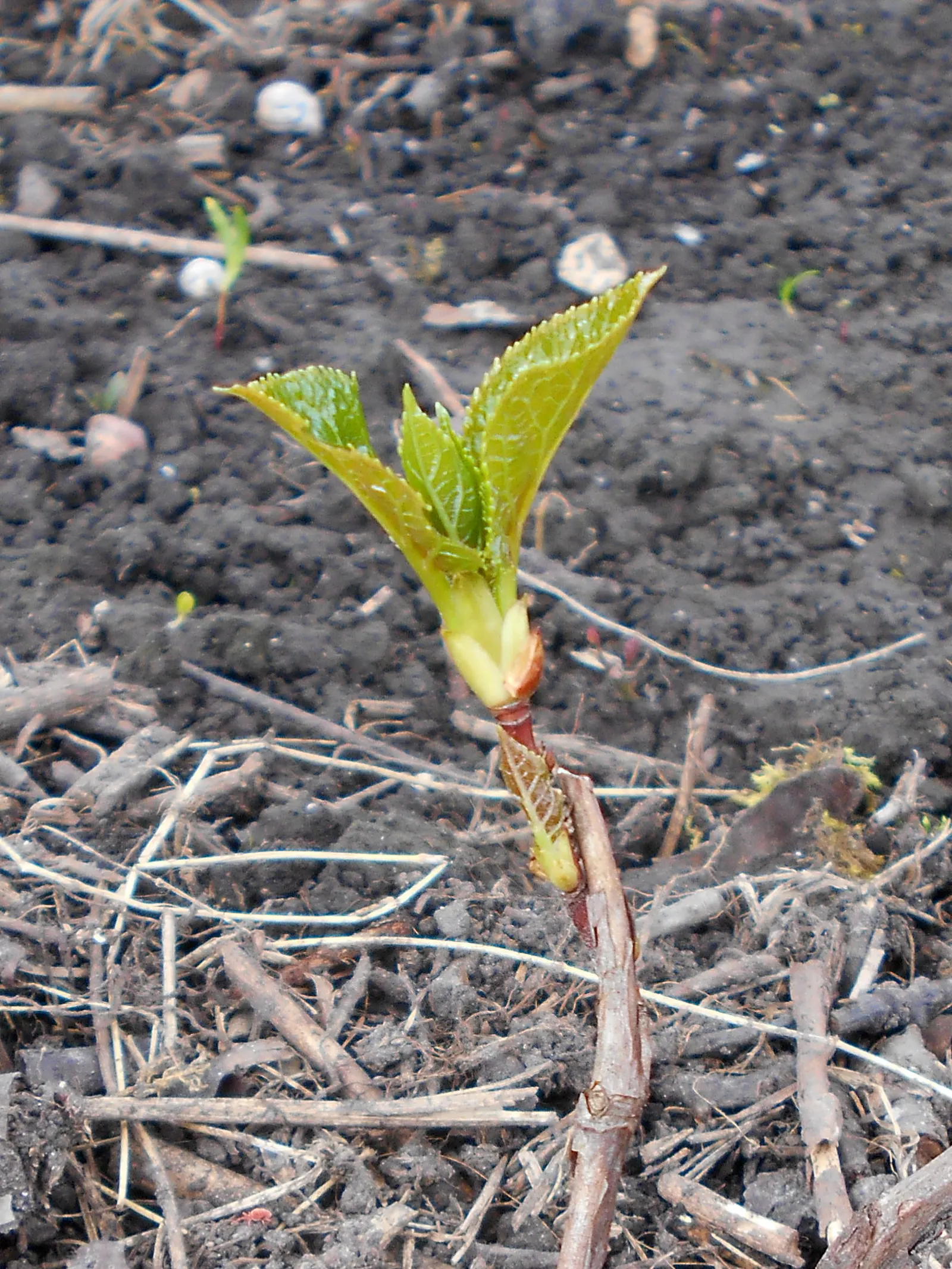 Climbing Hydrangea (Hydrangea Anomala Petiolaris) — The Climbing Hydrangea (Hydrangea anomala petiolaris) is a deciduous vine valued for its, image 55