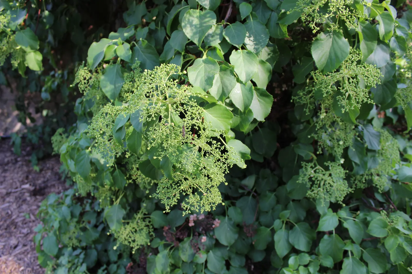 Climbing Hydrangea (Hydrangea Anomala Petiolaris) — heart-shaped leaves and exuberant 6-10 inch white flower clusters in late spring to early summer; it is