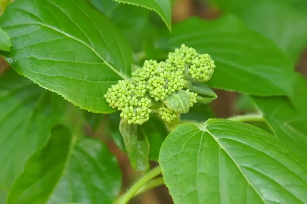 Climbing Hydrangea (Hydrangea Anomala Petiolaris) — This deciduous climber is prized for its vigorous growth habit; the Climbing Hydrangea, image 63