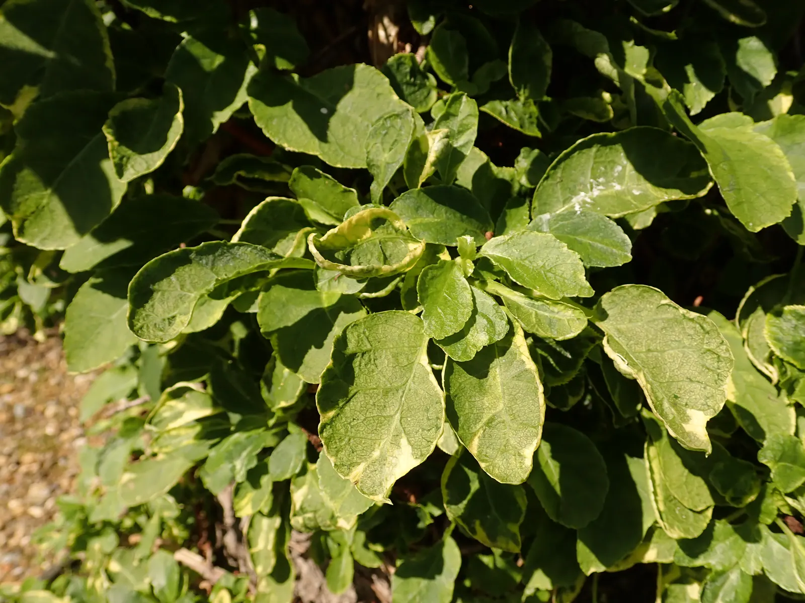 Climbing Hydrangea (Hydrangea Anomala Petiolaris) — provided it has consistently moist; vertical element to garden spaces