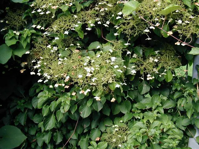 Climbing Hydrangea (Hydrangea Anomala Petiolaris) — reaching heights up to 60 feet; making it an ideal choice for covering large walls, image 56