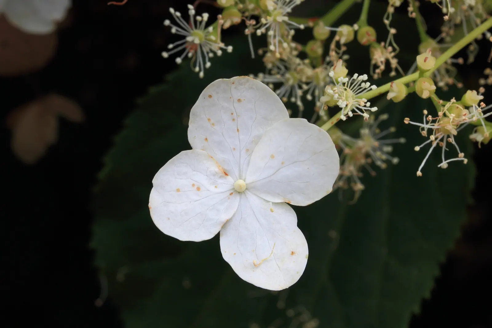 Climbing Hydrangea (Hydrangea Anomala Petiolaris) — white flowers in the garden