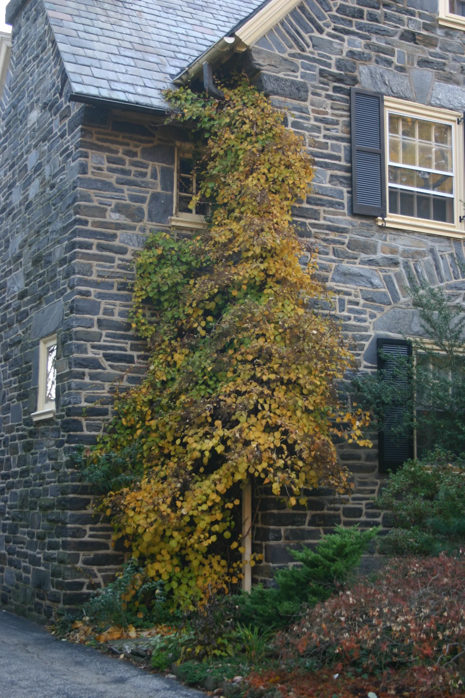 Climbing Hydrangea (Hydrangea Anomala Petiolaris) — incorporating Climbing Hydrangea into a garden plan offers both vertical interest and seasonal, image 47