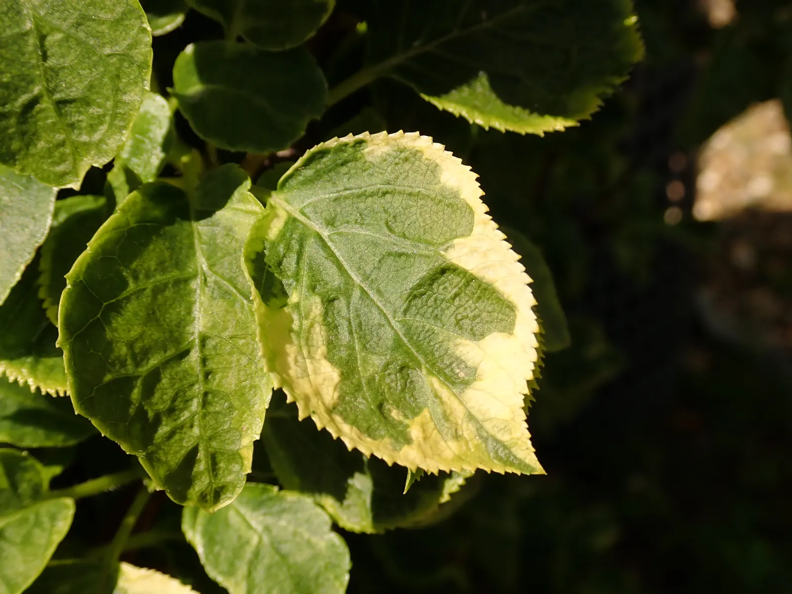 Climbing Hydrangea (Hydrangea Anomala Petiolaris) — This shade-tolerant climber thrives on sturdy supports or trees, and its exfoliating bark adds, image 31