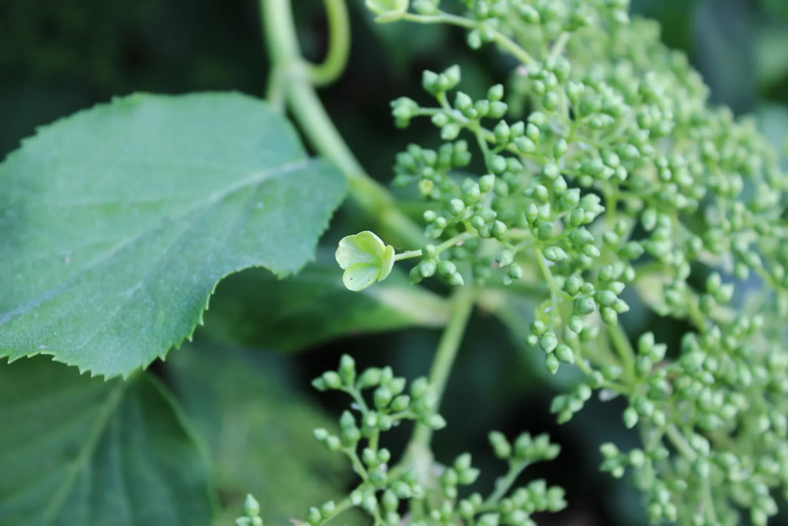 Climbing Hydrangea (Hydrangea Anomala Petiolaris) — vertical element to garden spaces; vine with white blooms