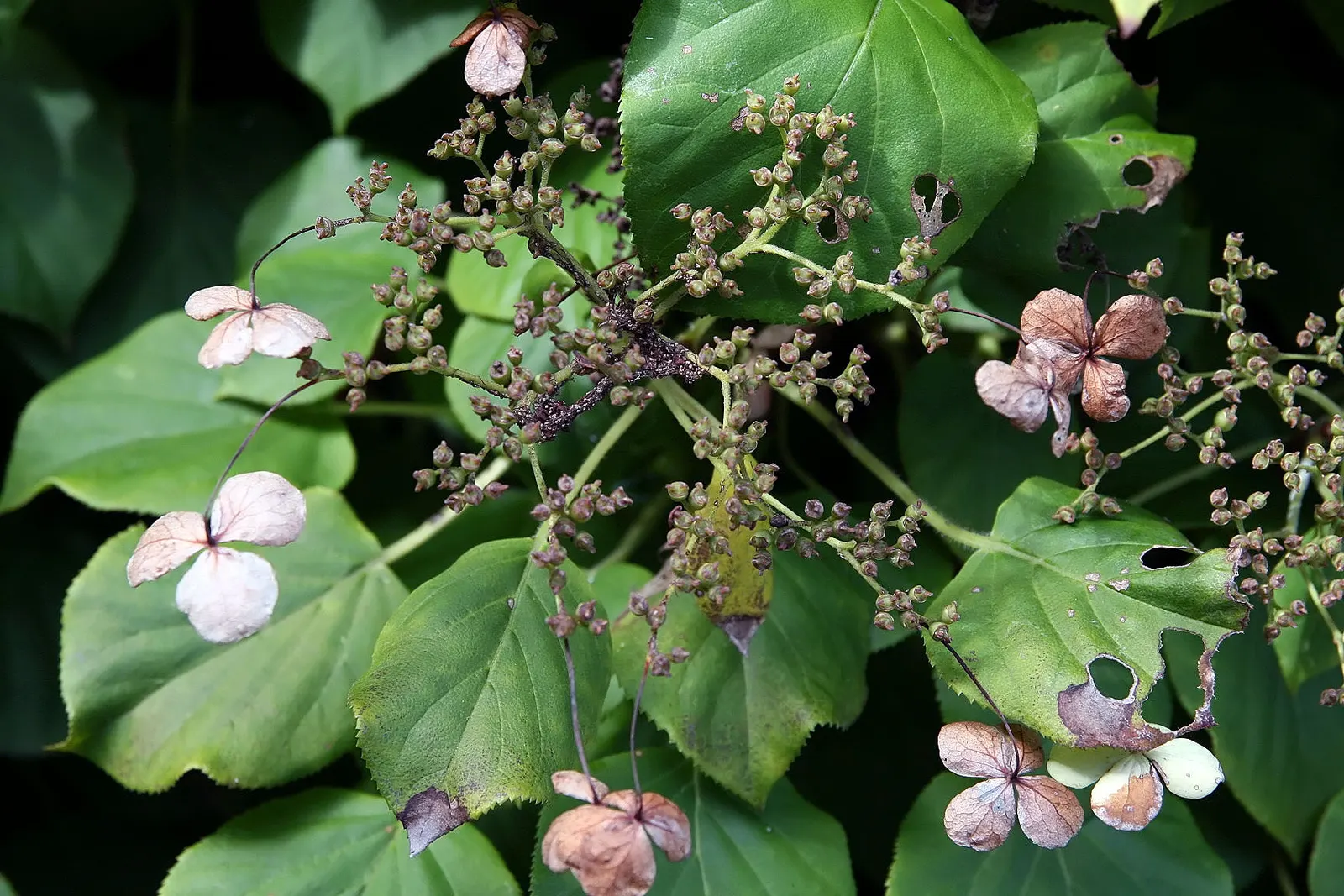 Climbing Hydrangea (Hydrangea Anomala Petiolaris) — dark green leaves that are 2 to 4 inches long; is a versatile and aesthetically appealing vine, image 67