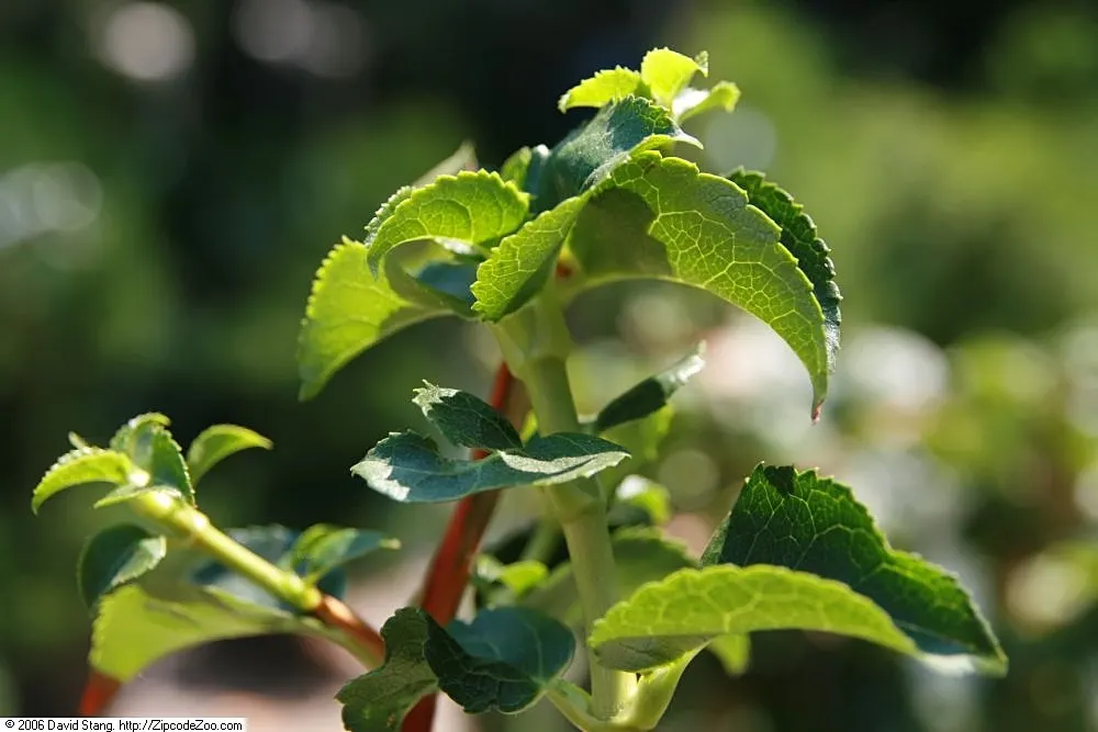 Climbing Hydrangea (Hydrangea Anomala Petiolaris) — It is hardy in USDA zones 4 through 7; its most remarkable feature is the profusion of lace-cap flowers