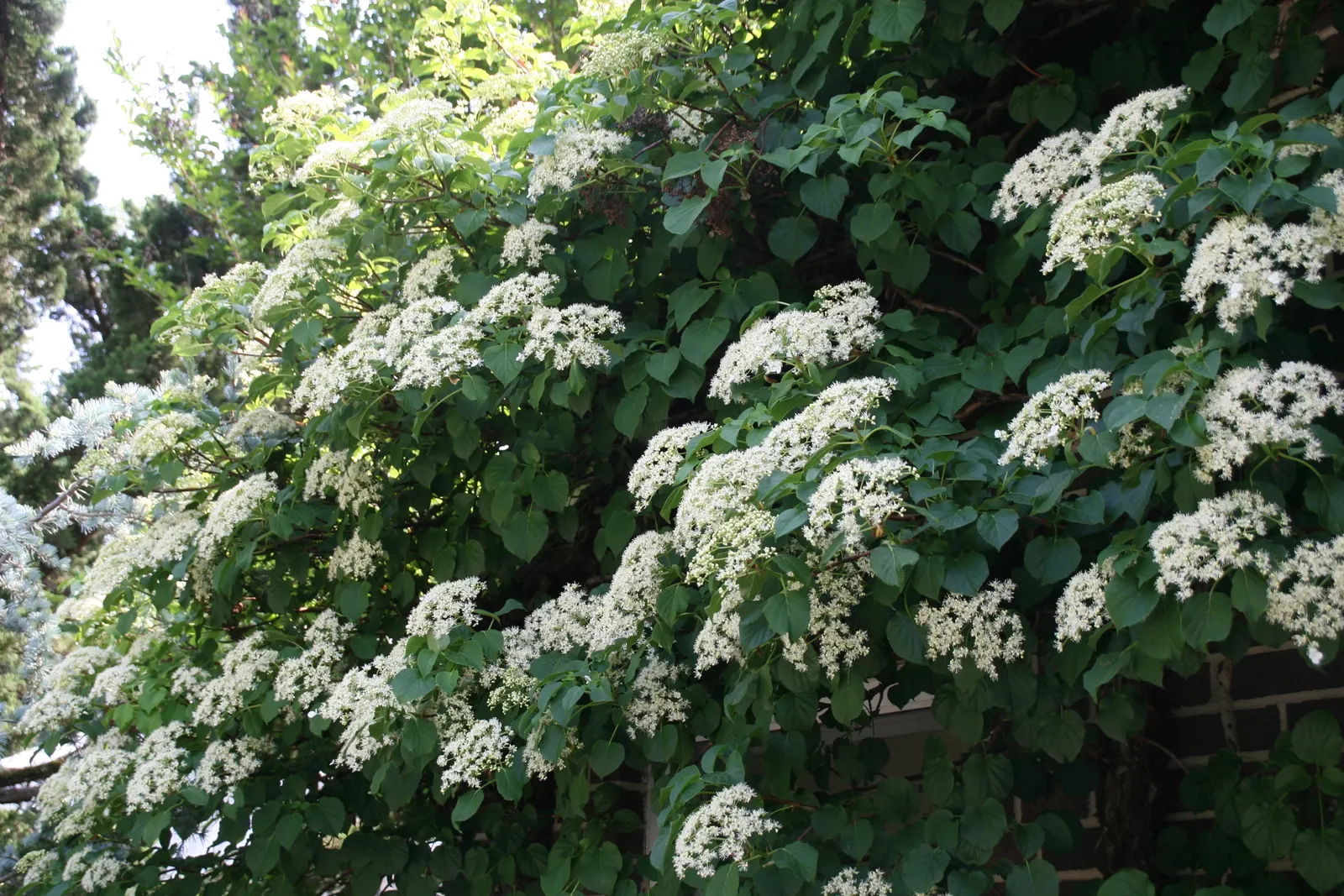 Climbing Hydrangea (Hydrangea Anomala Petiolaris) — showcasing reliable cold resistance.<br><br>For the landscape designer; it requires minimal care beyond
