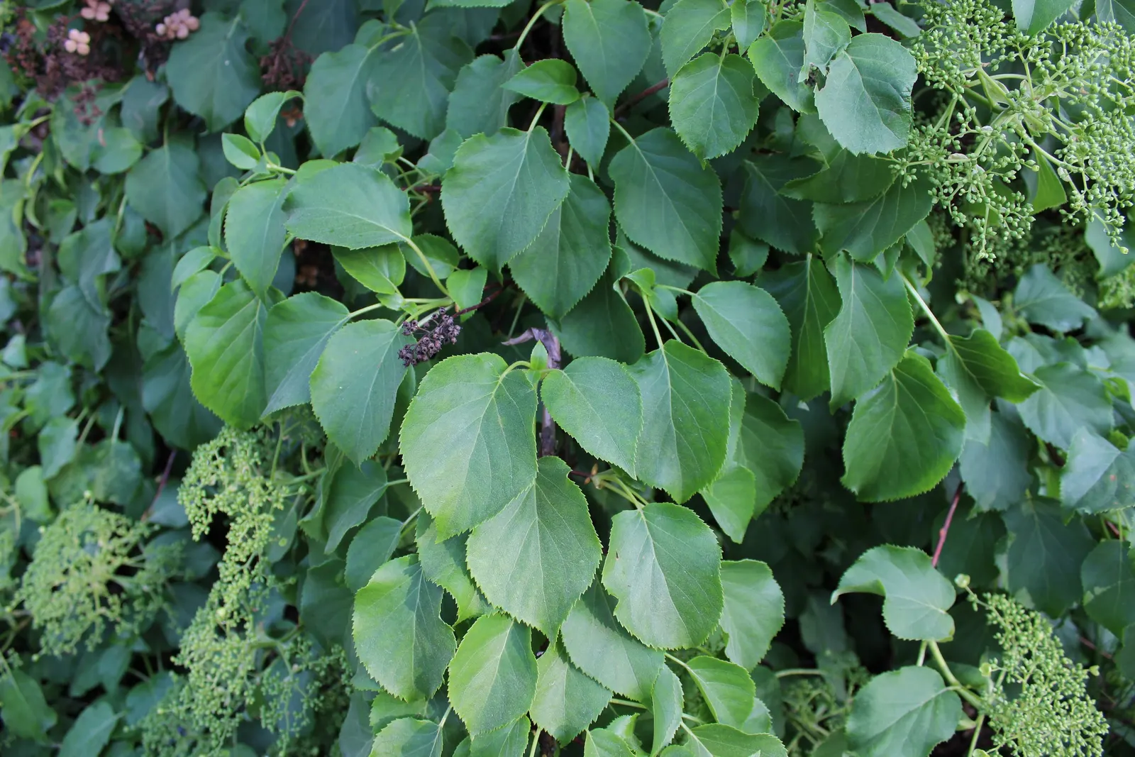 Climbing Hydrangea (Hydrangea Anomala Petiolaris) — the vine's exfoliating cinnamon-brown bark adds another layer of visual interest, image 50