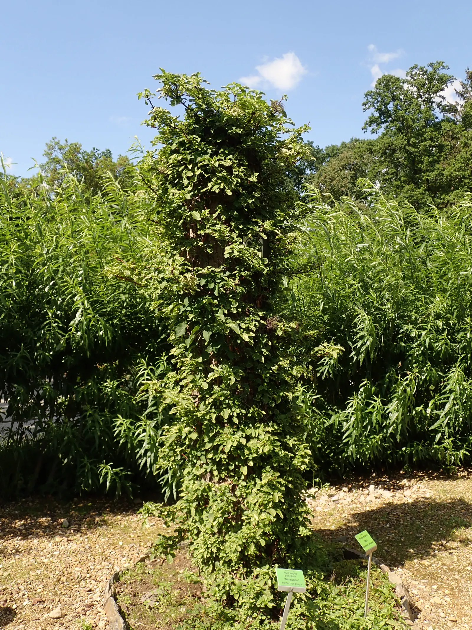 Climbing Hydrangea (Hydrangea Anomala Petiolaris) — This deciduous climber is prized for its vigorous growth habit; the Climbing Hydrangea, scientifically