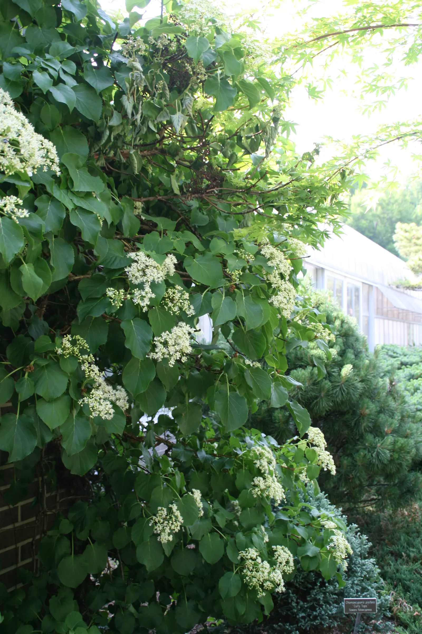 Climbing Hydrangea (Hydrangea Anomala Petiolaris) — Its most remarkable feature is the profusion of lace-cap flowers, each cluster measuring up to, image 42