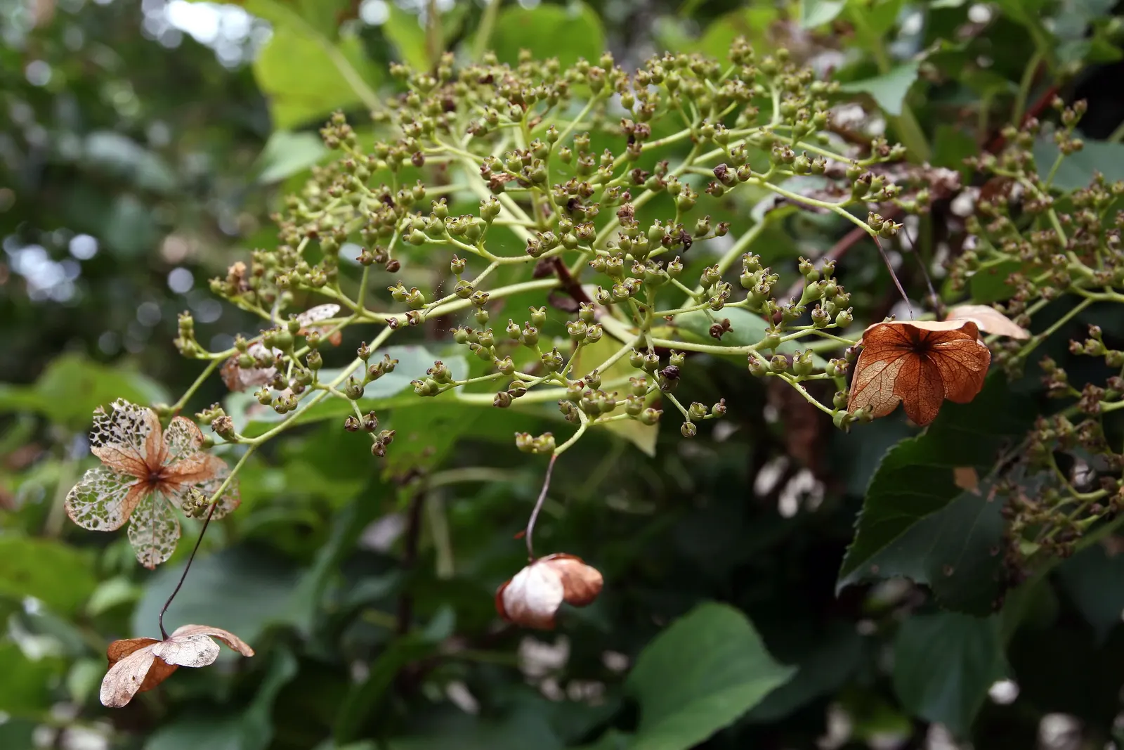 Climbing Hydrangea (Hydrangea Anomala Petiolaris) — vine for deep shade or half or shade; ensuring this plant provides year-round appeal
