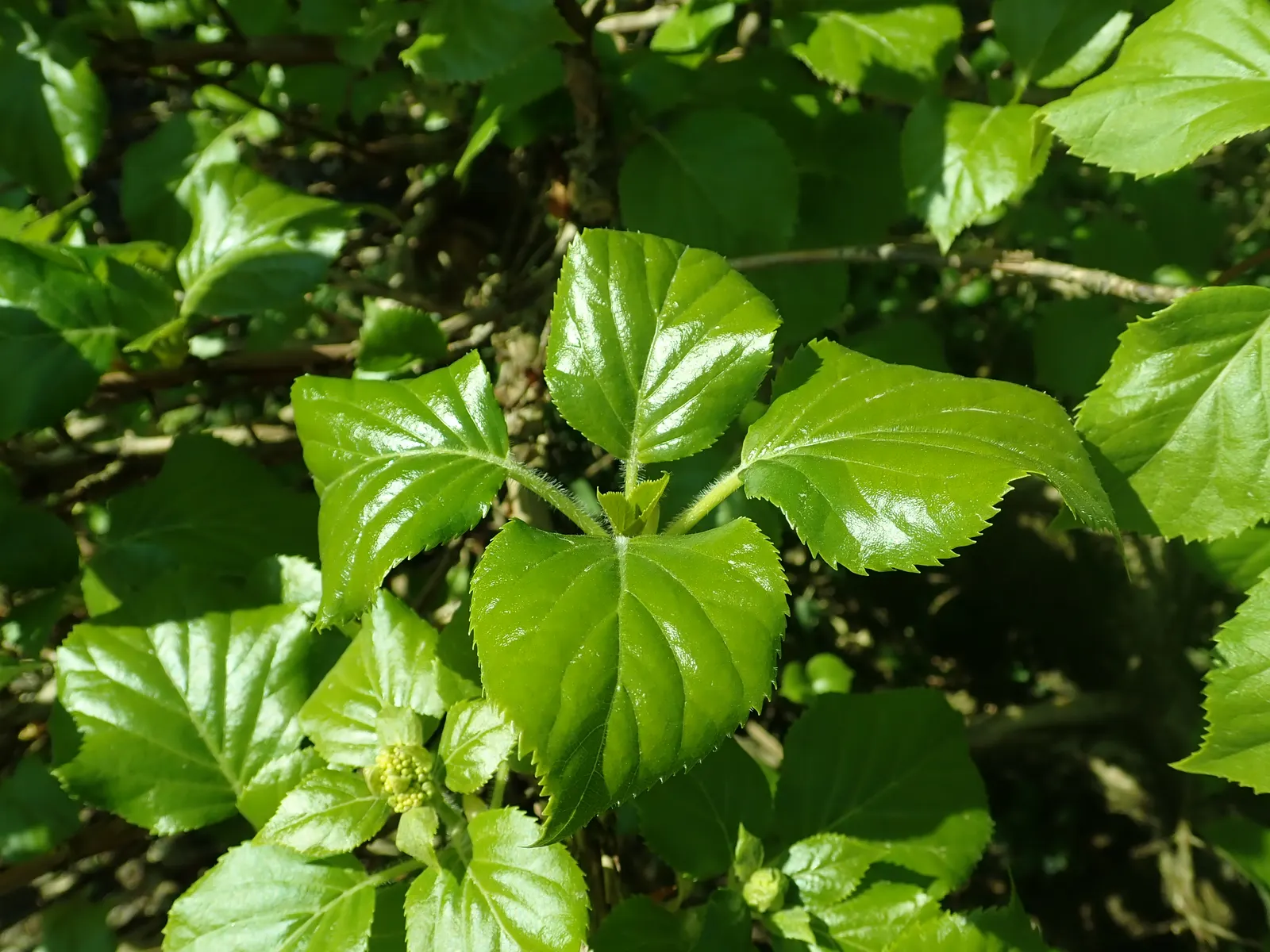 Climbing Hydrangea (Hydrangea Anomala Petiolaris) — often reaching heights of 30 to 50 feet with a spread of 5 to 6 feet