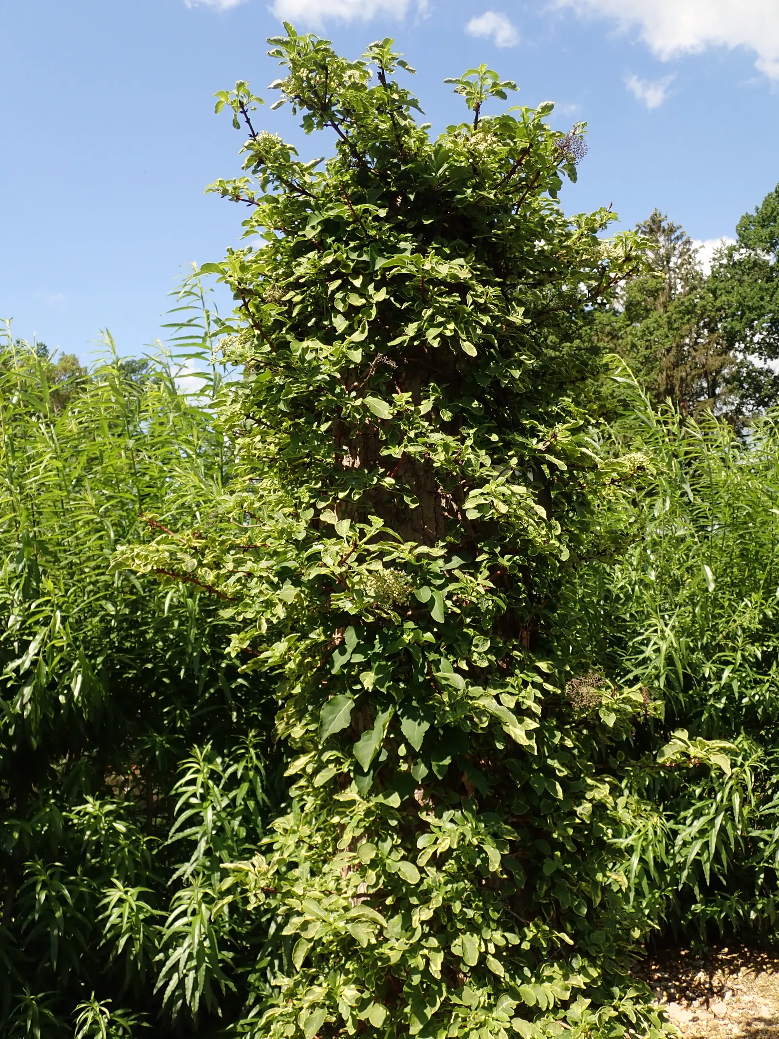 Climbing Hydrangea (Hydrangea Anomala Petiolaris) — white flowers in the garden; often reaching heights of 30 to 50 feet with a spread of 5 to 6 feet