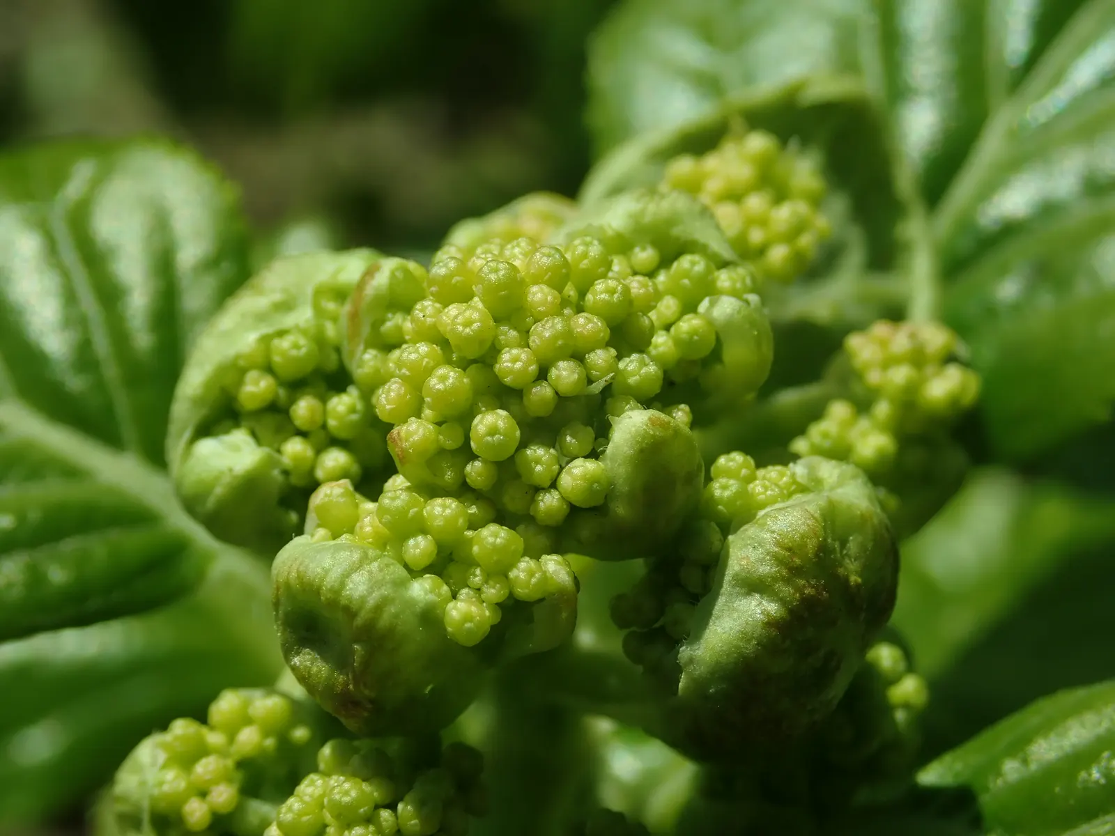 Climbing Hydrangea (Hydrangea Anomala Petiolaris) — Ideal for USDA zones 4-8, it requires well-drained soil and part to full shade, image 32
