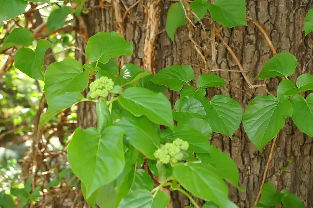 Climbing Hydrangea (Hydrangea Anomala Petiolaris) — vertical element to garden spaces