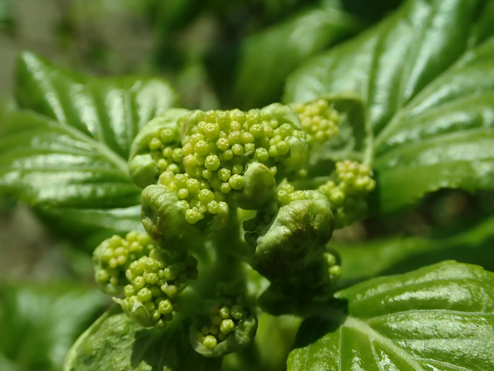 Climbing Hydrangea (Hydrangea Anomala Petiolaris) — It is hardy in USDA zones 4 through 7