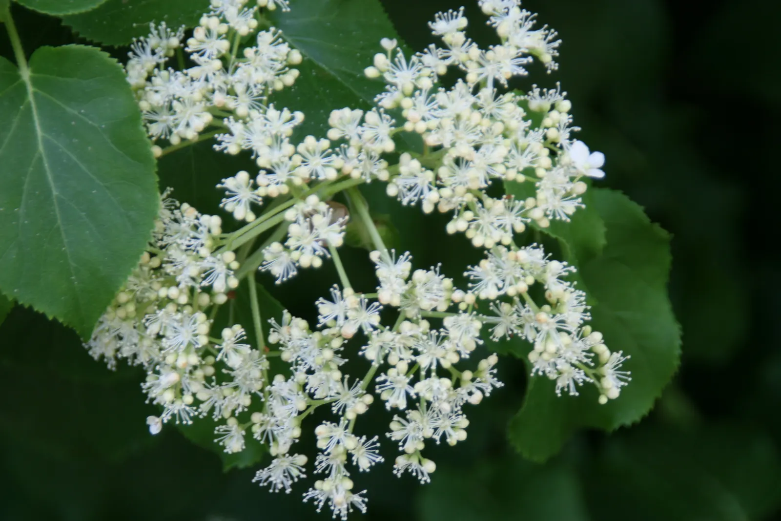 Climbing Hydrangea (Hydrangea Anomala Petiolaris) — The Climbing Hydrangea (Hydrangea anomala petiolaris) is a deciduous vine valued for its vigorous growth