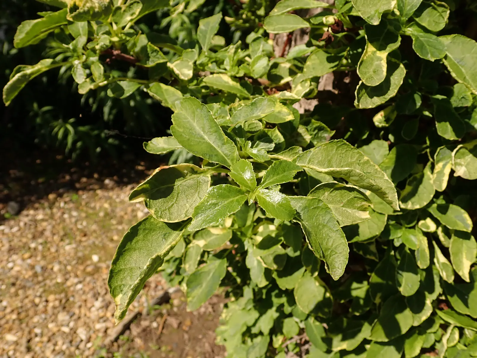 Climbing Hydrangea (Hydrangea Anomala Petiolaris) — Clients will appreciate its low-maintenance nature; this deciduous climber is prized for its vigorous