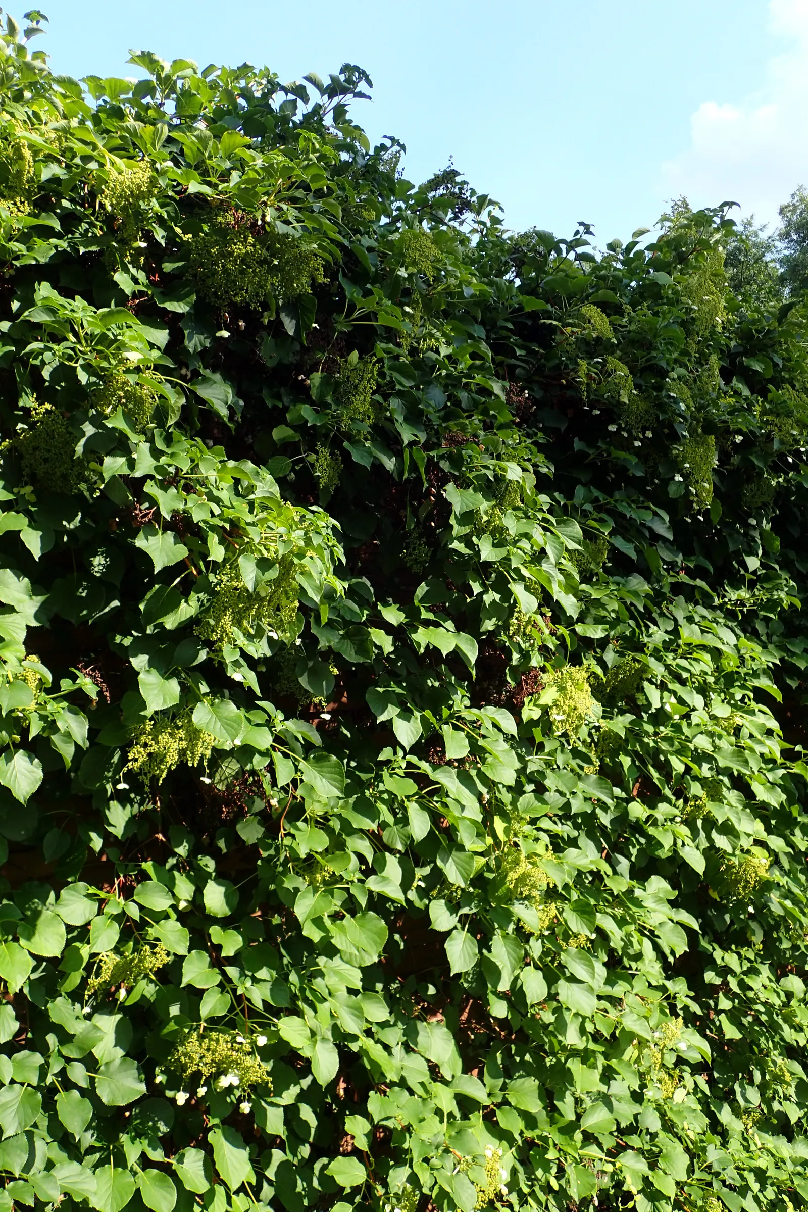 Climbing Hydrangea (Hydrangea Anomala Petiolaris) — making it an ideal choice for covering large walls