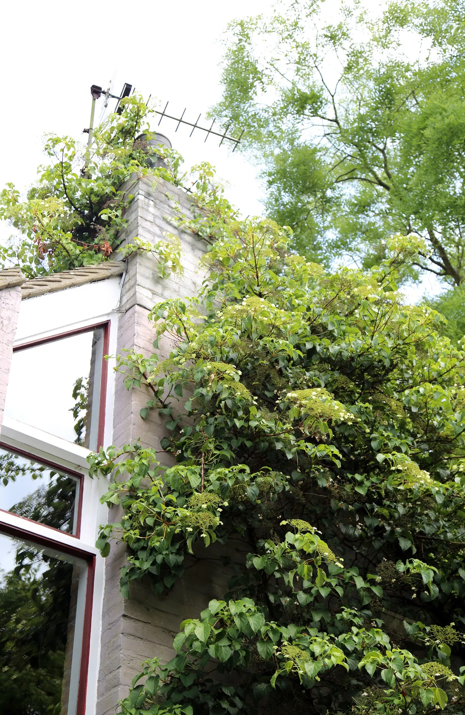 Climbing Hydrangea (Hydrangea Anomala Petiolaris) — often reaching heights of 30 to 50 feet with a spread of 5 to 6 feet; dark green leaves that are 2 to 4
