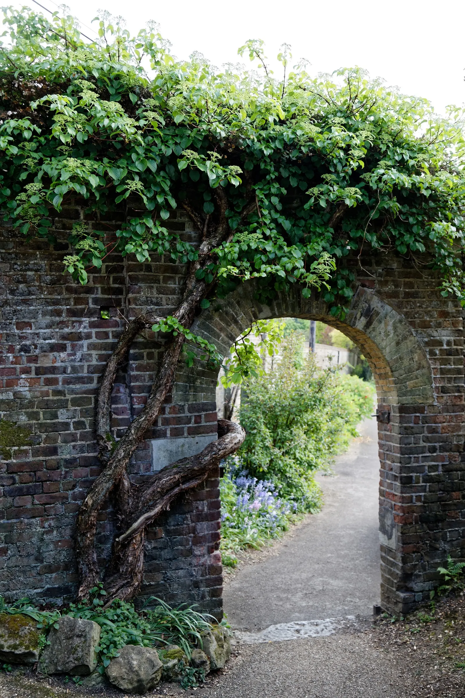 Climbing Hydrangea (Hydrangea Anomala Petiolaris) — vine with white blooms; provided it has consistently moist