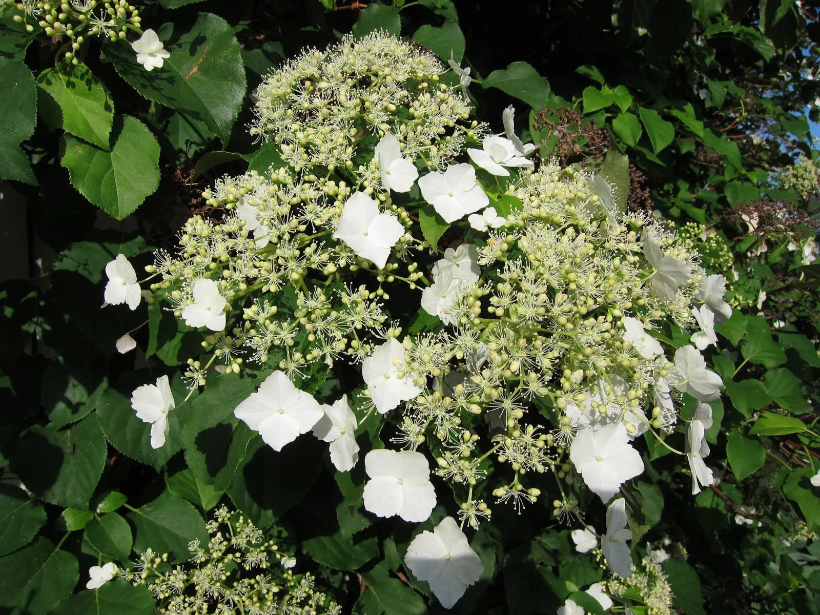 Climbing Hydrangea (Hydrangea Anomala Petiolaris) — This shade-tolerant climber thrives on sturdy supports or trees, and its exfoliating bark adds, image 58