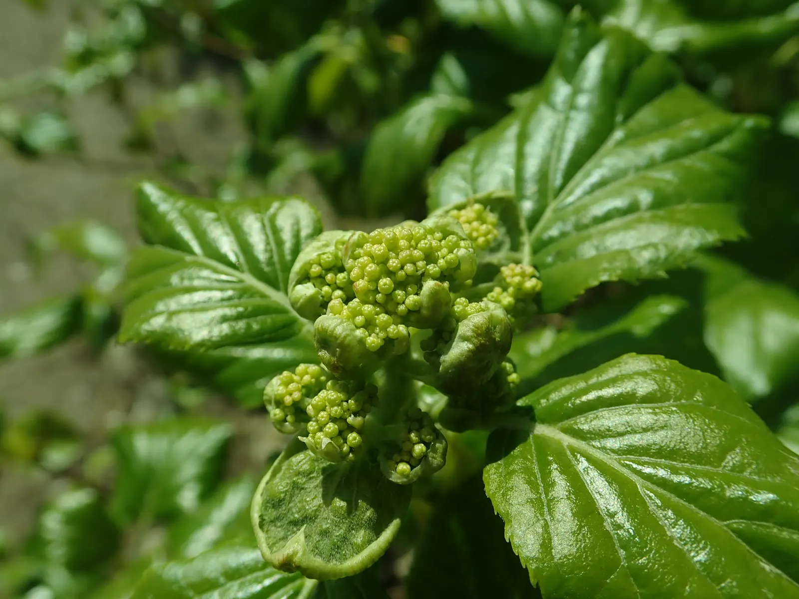 Climbing Hydrangea (Hydrangea Anomala Petiolaris) — dark green leaves that are 2 to 4 inches long; is a versatile and aesthetically appealing vine that brings